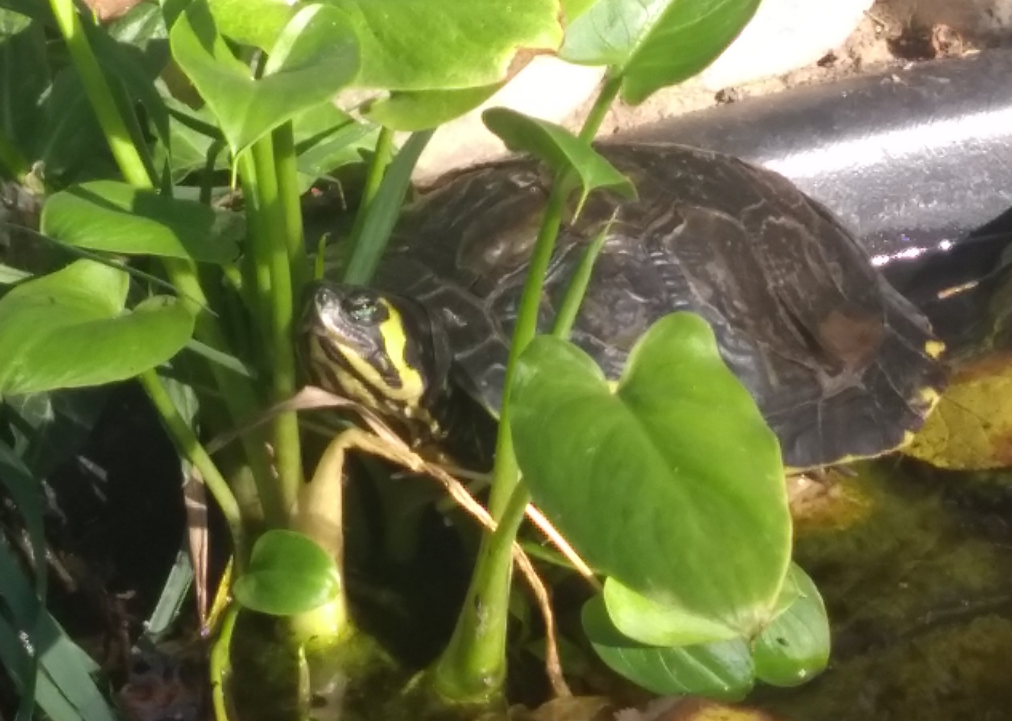 alt=Rupert in a pond behind water plants in the sun